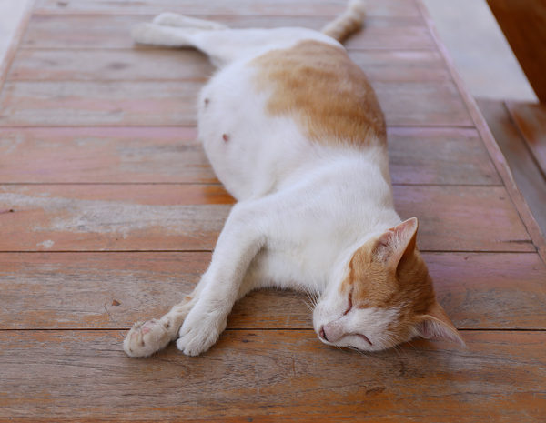 ¿cuánto Dura El Embarazo De Una Gata Bekia Mascotas