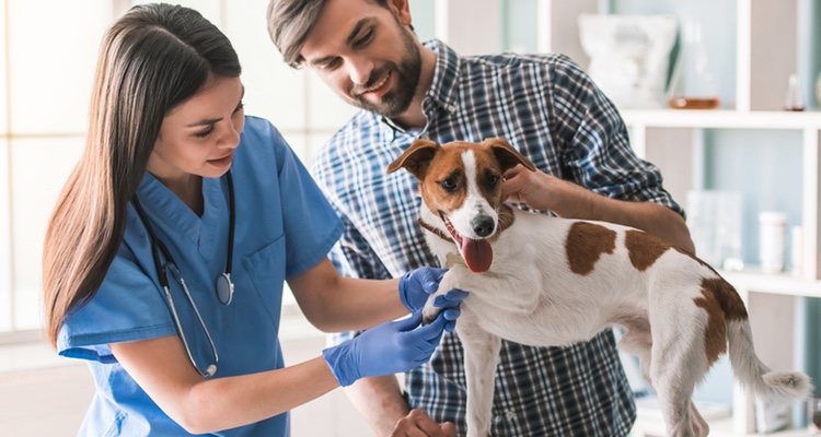 El veterinario determinará cuál es el tratamiento adecuado