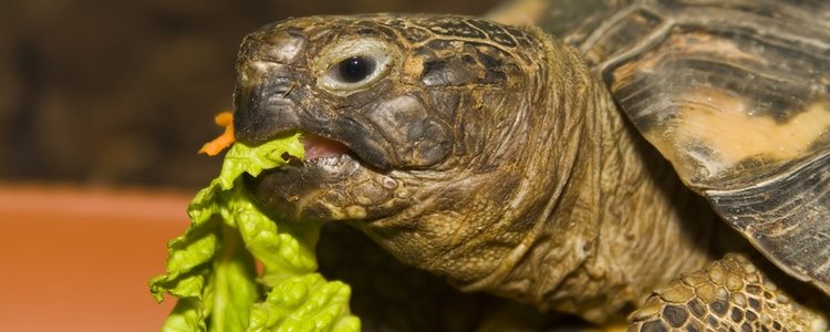 Las tortugas atraviesan fases de hibernación durante el año
