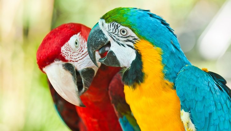 All parrots can learn to speak