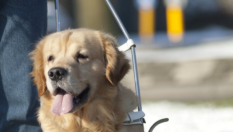 Los perros asistencia ayudan a todas las personas que necesitan un apoyo