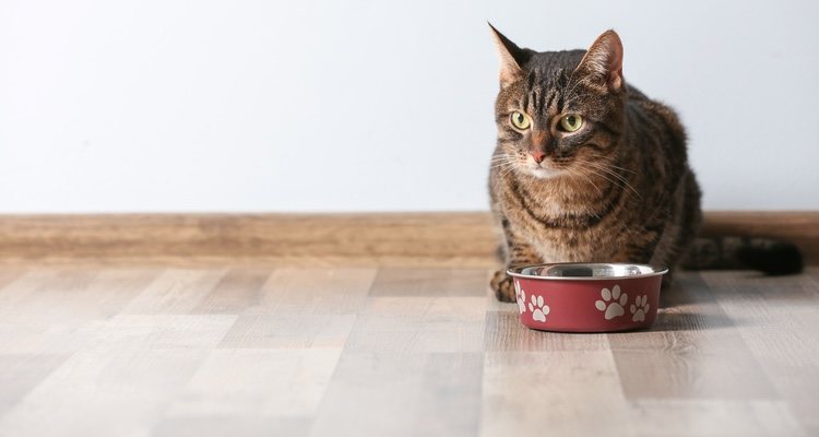 Debes ofrecer a tu gato una alimentación sana y equilibrada