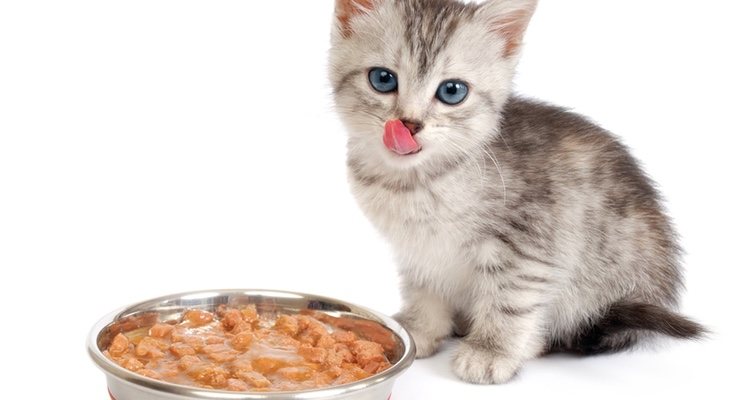 If your cat is neutered, you will not be able to give her normal food.
