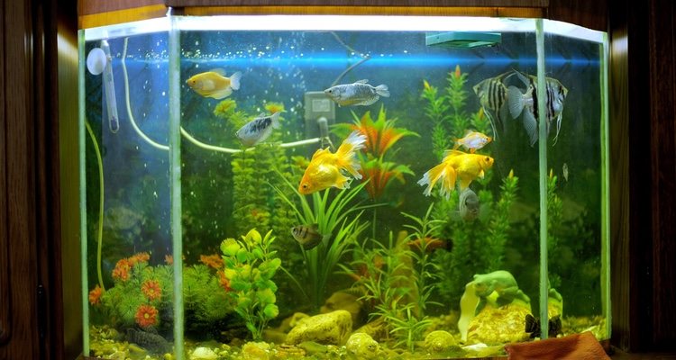 Aquarium plants cause increased oxygen consumption