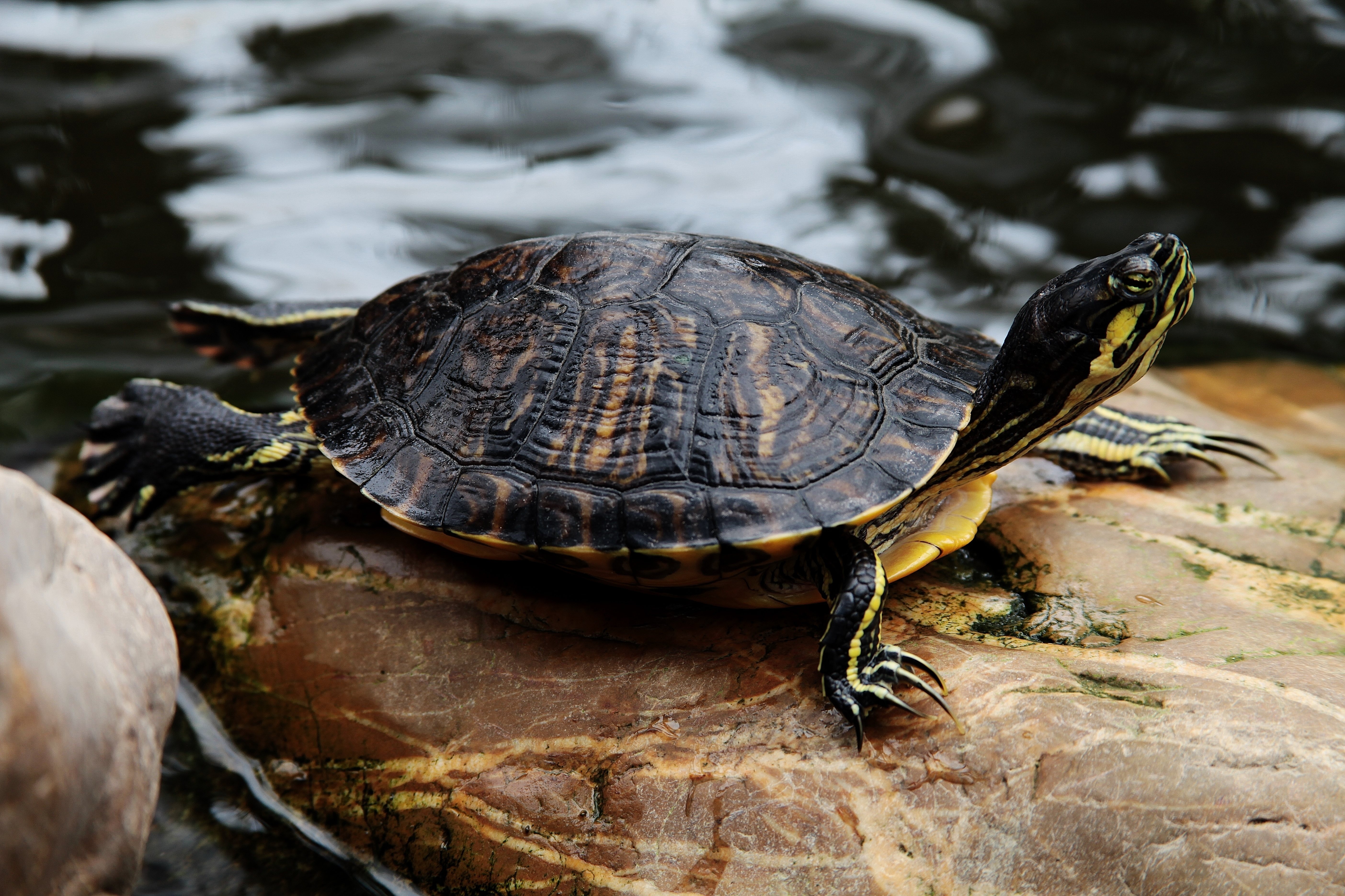 Las tortugas hibernan en función de la temperatura exterior