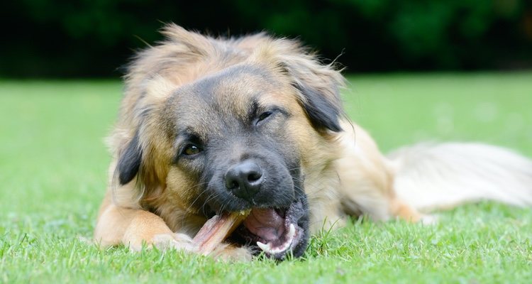 It is very important to know everything about dog bones before giving them to your dog.