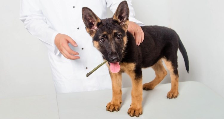 Afecta especialmente a cachorros que todavía tienen que ponerse la vacuna para prevenirla