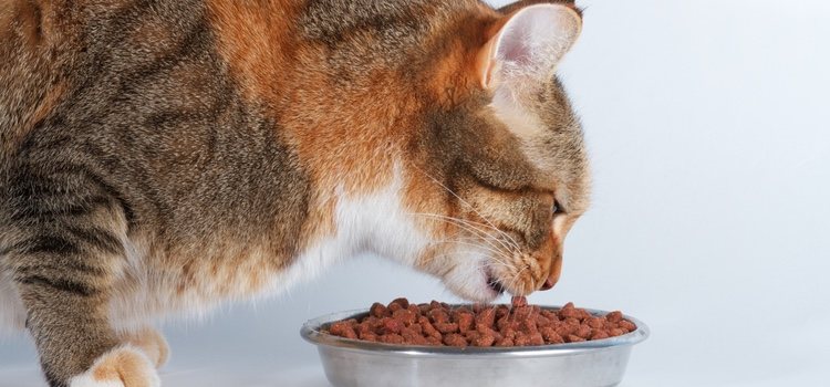 Вы должны стараться положить необходимое количество еды и только для кошки