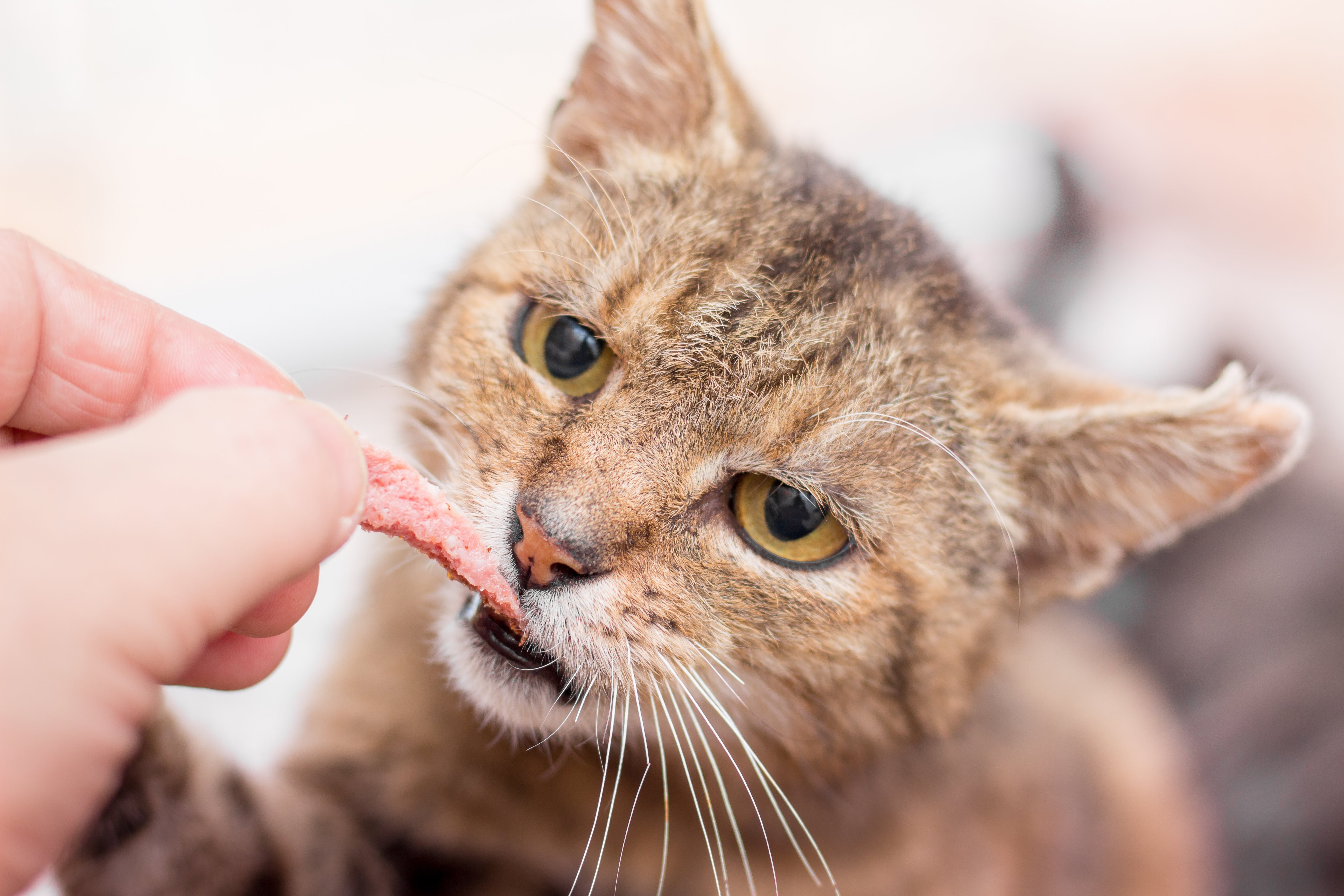 There are special foods for older cats that you should be aware of.