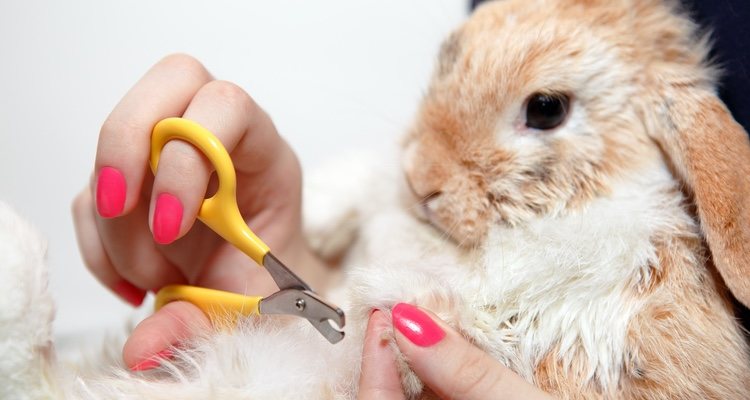Hay que utilizar unas tijeras específicas para cortar las uñas de los conejos