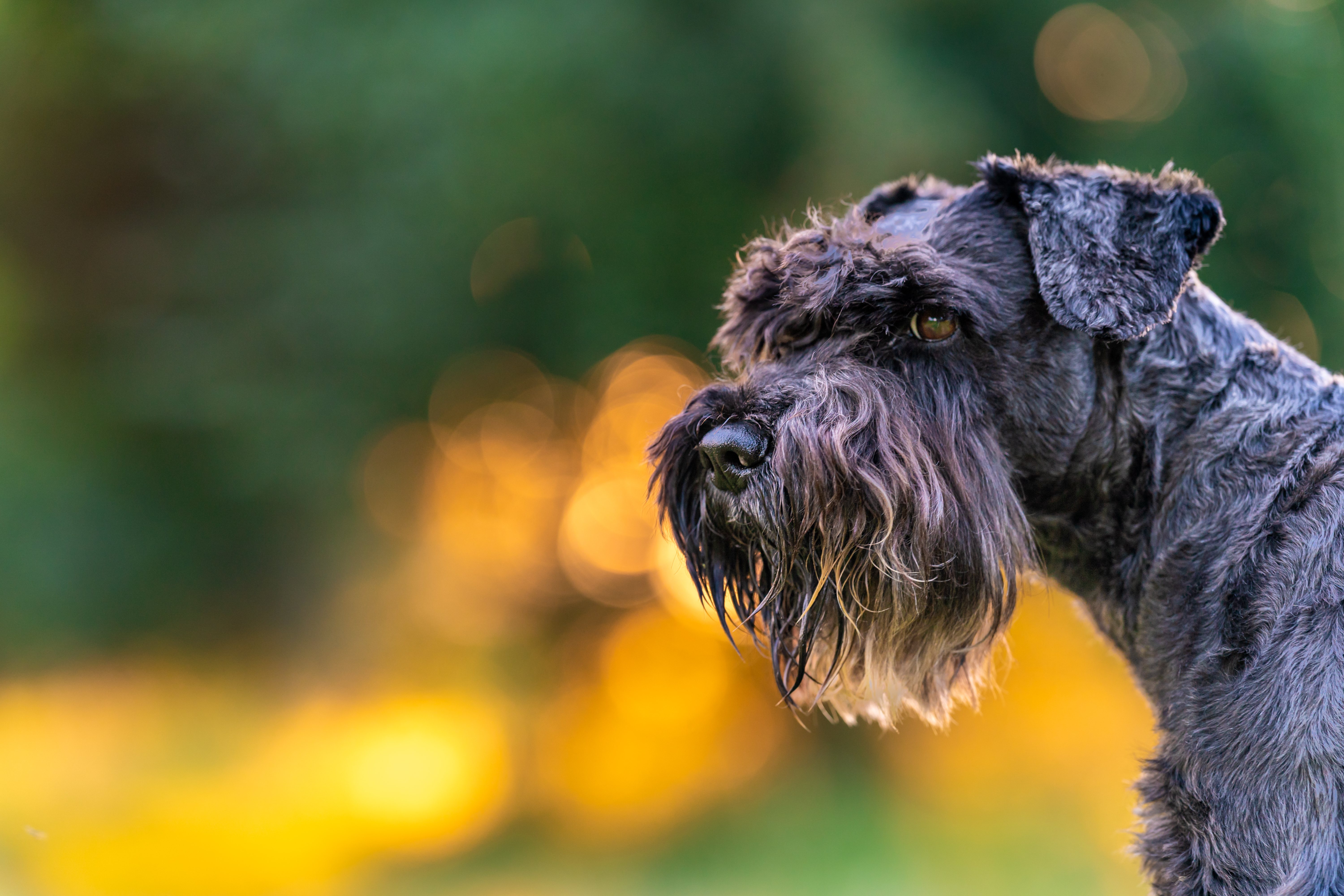 A rough coat is typical for Schnauzers.