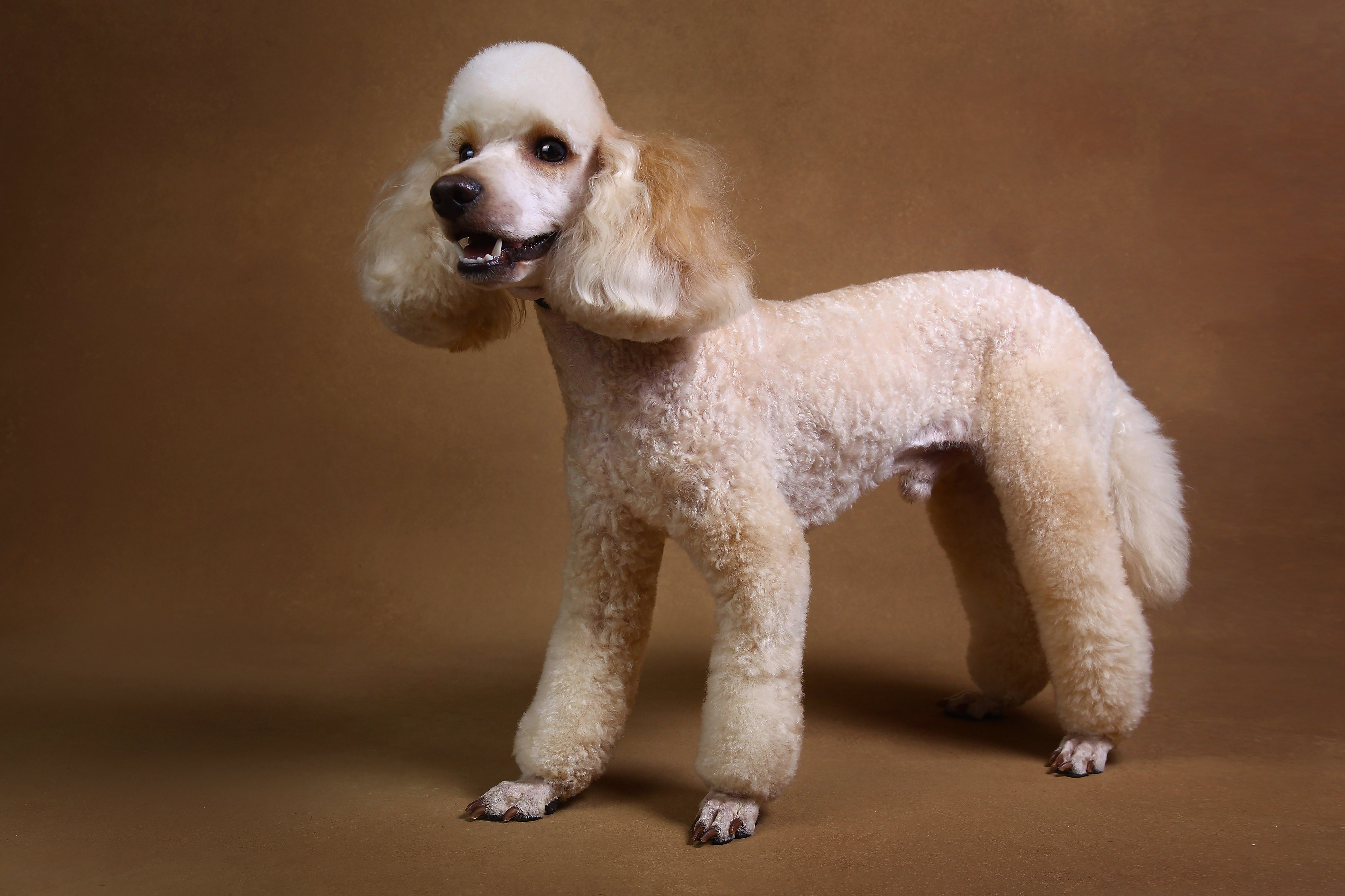 Poodles have curly hair