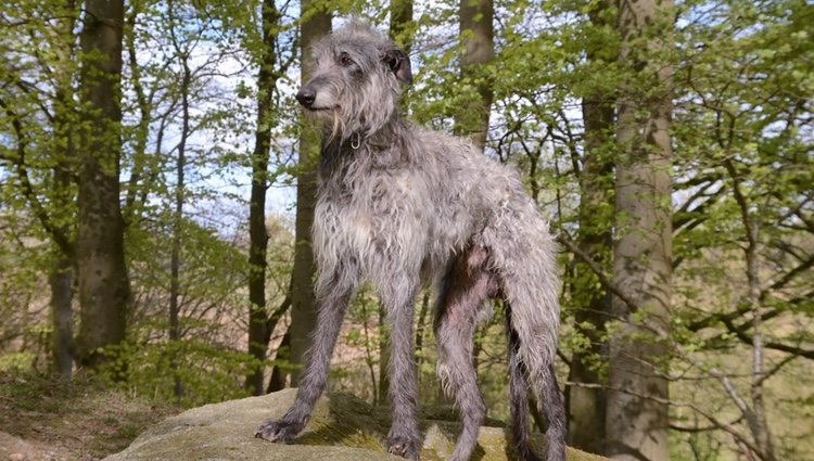 The Scottish Greyhound has a very abundant coat.