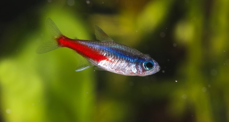 It is a very attractive fish because of its color, but it is actually very small.