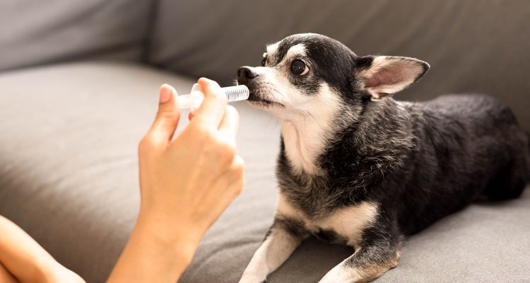 La peritonitis es una de las enfermedades más graves en perros