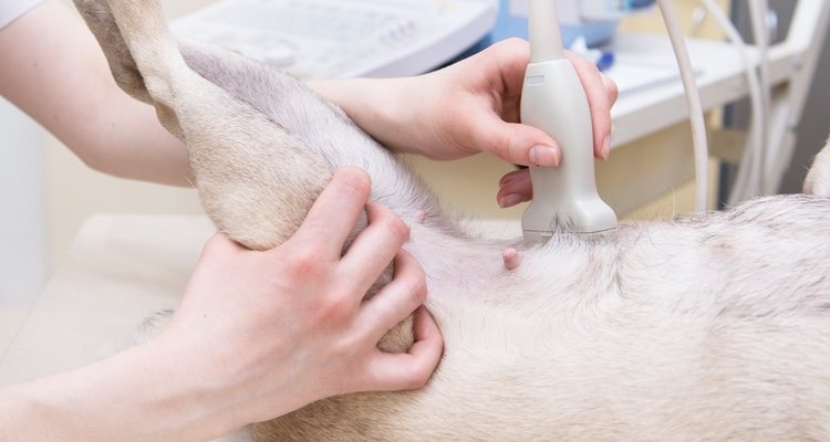 It can be detected during a physical examination by a veterinarian.