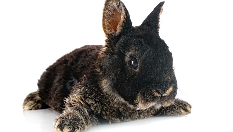 Существуют разные типы кроликов рекс.