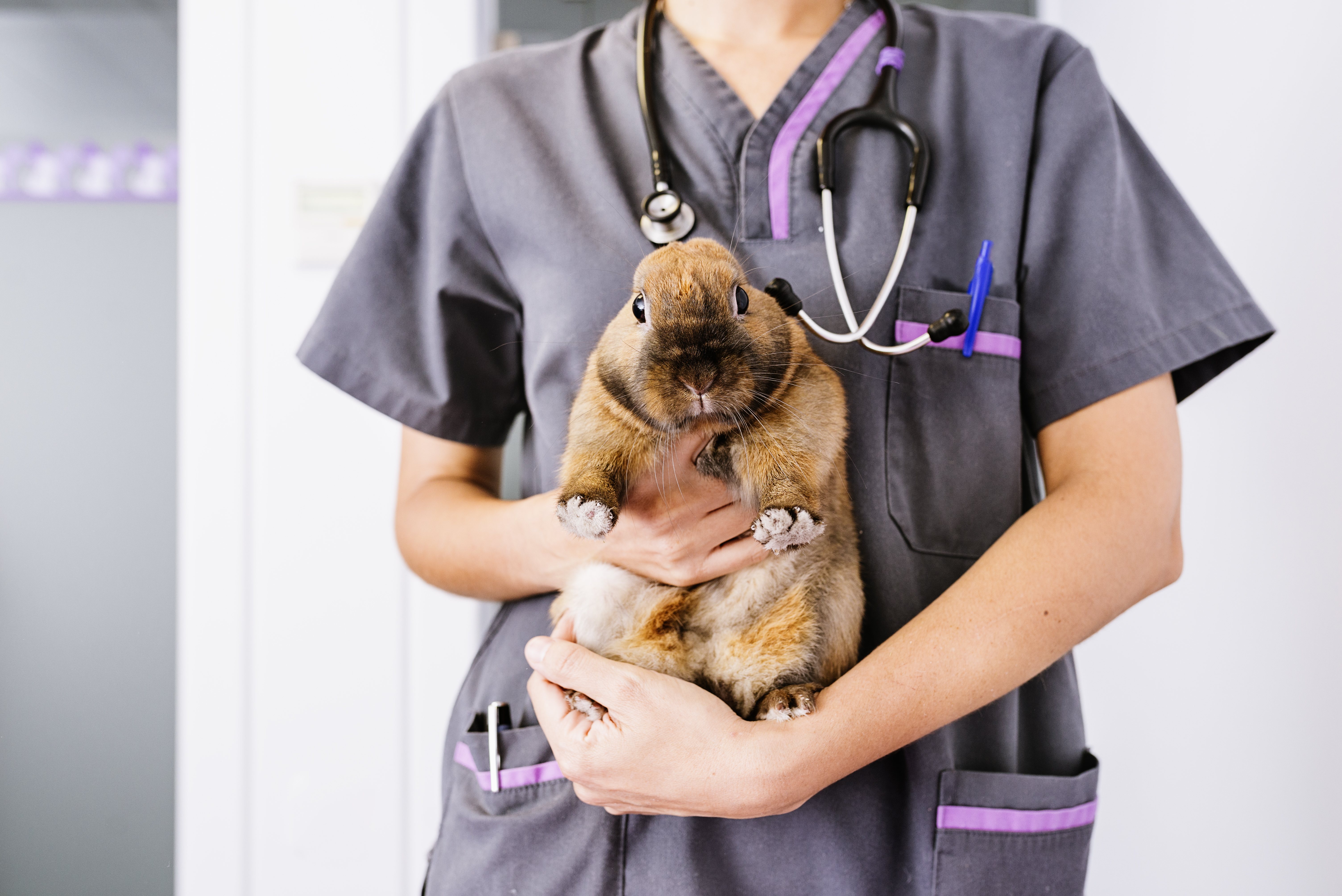 Если вы видите, что у вашего кролика диарея или редкие какашки, и они не меняются, обратитесь к ветеринару.