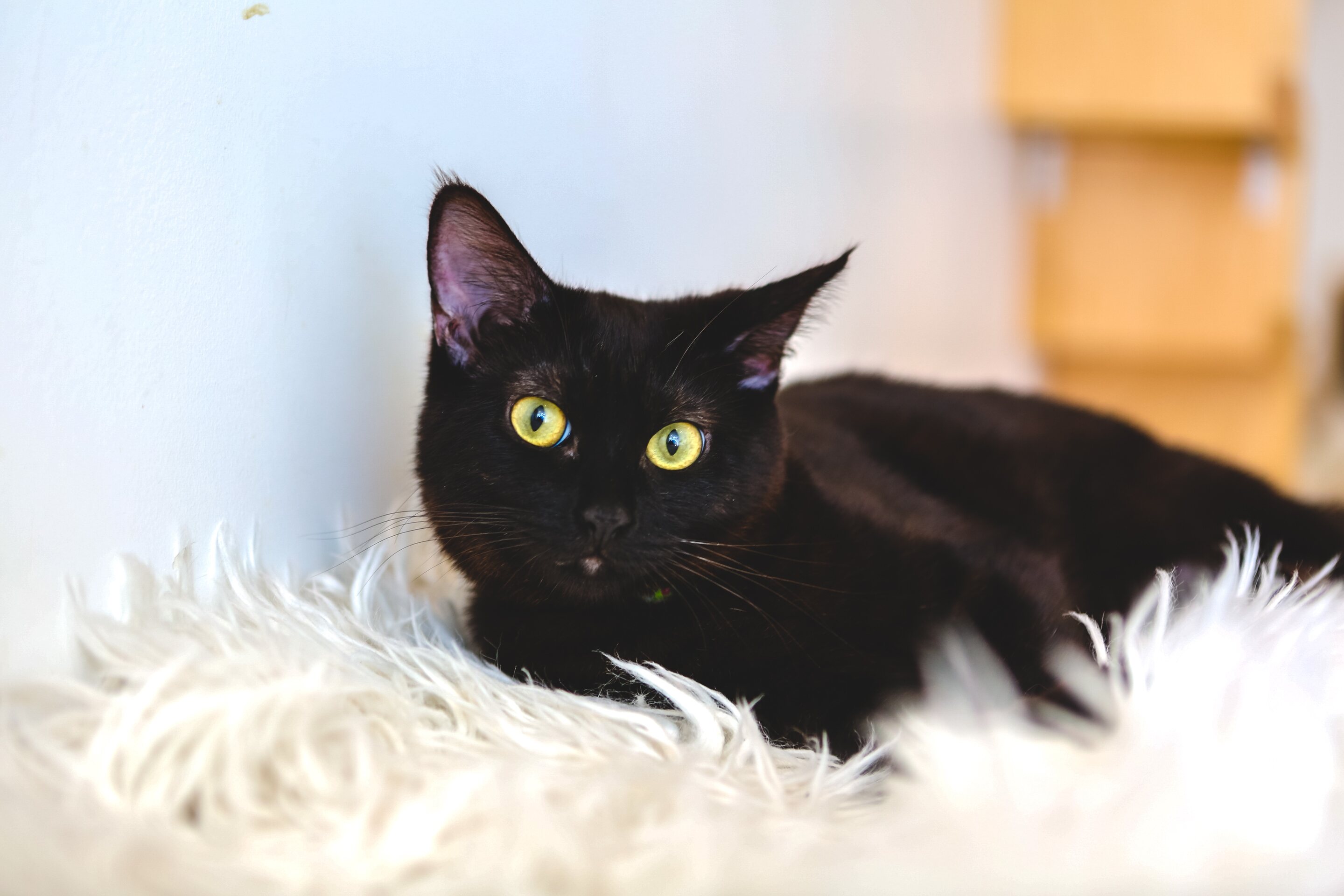 El gato negro es el animal más típico de Halloween