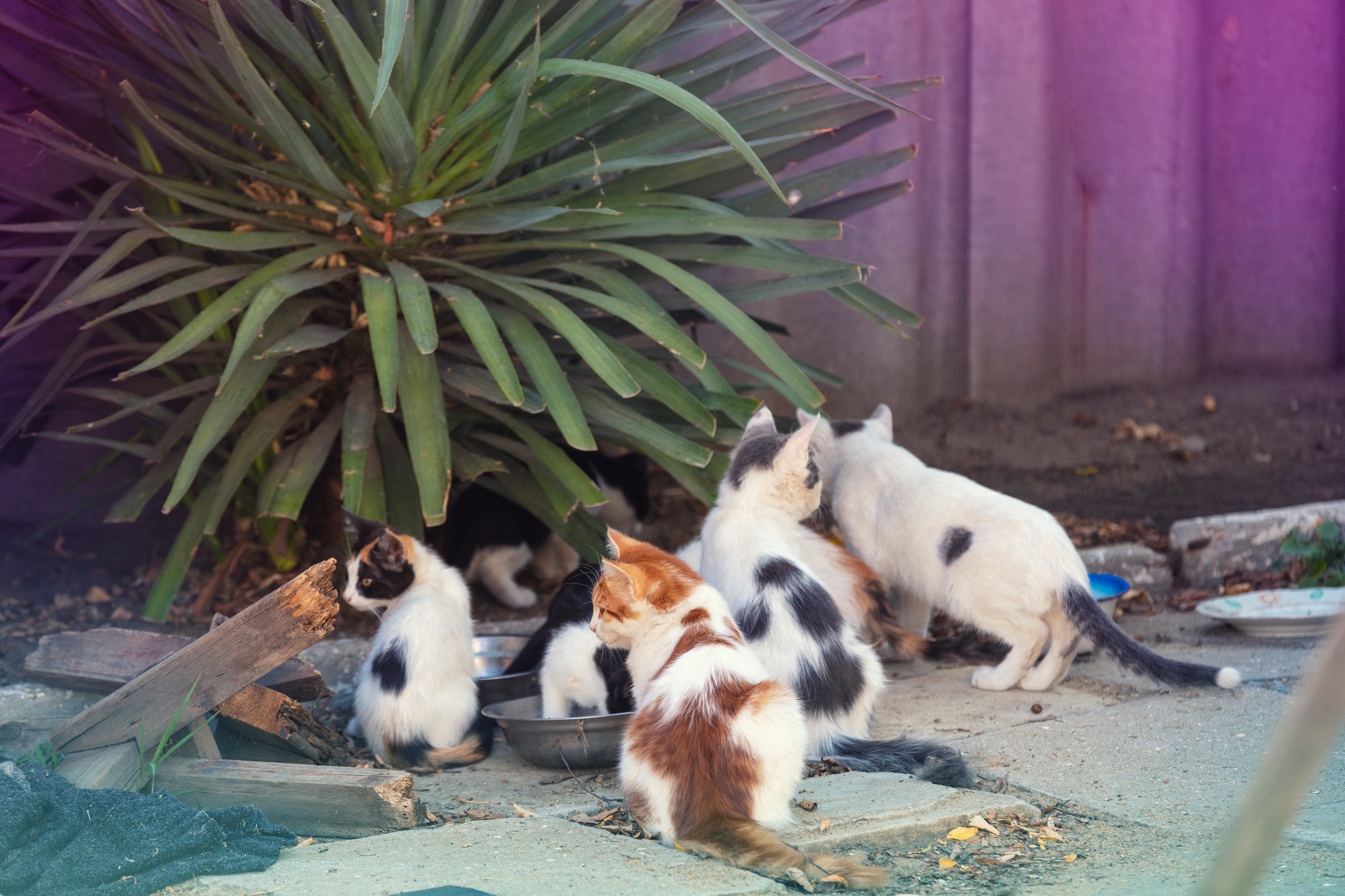 Una colonia está formada por varios gatos que viven en libertad