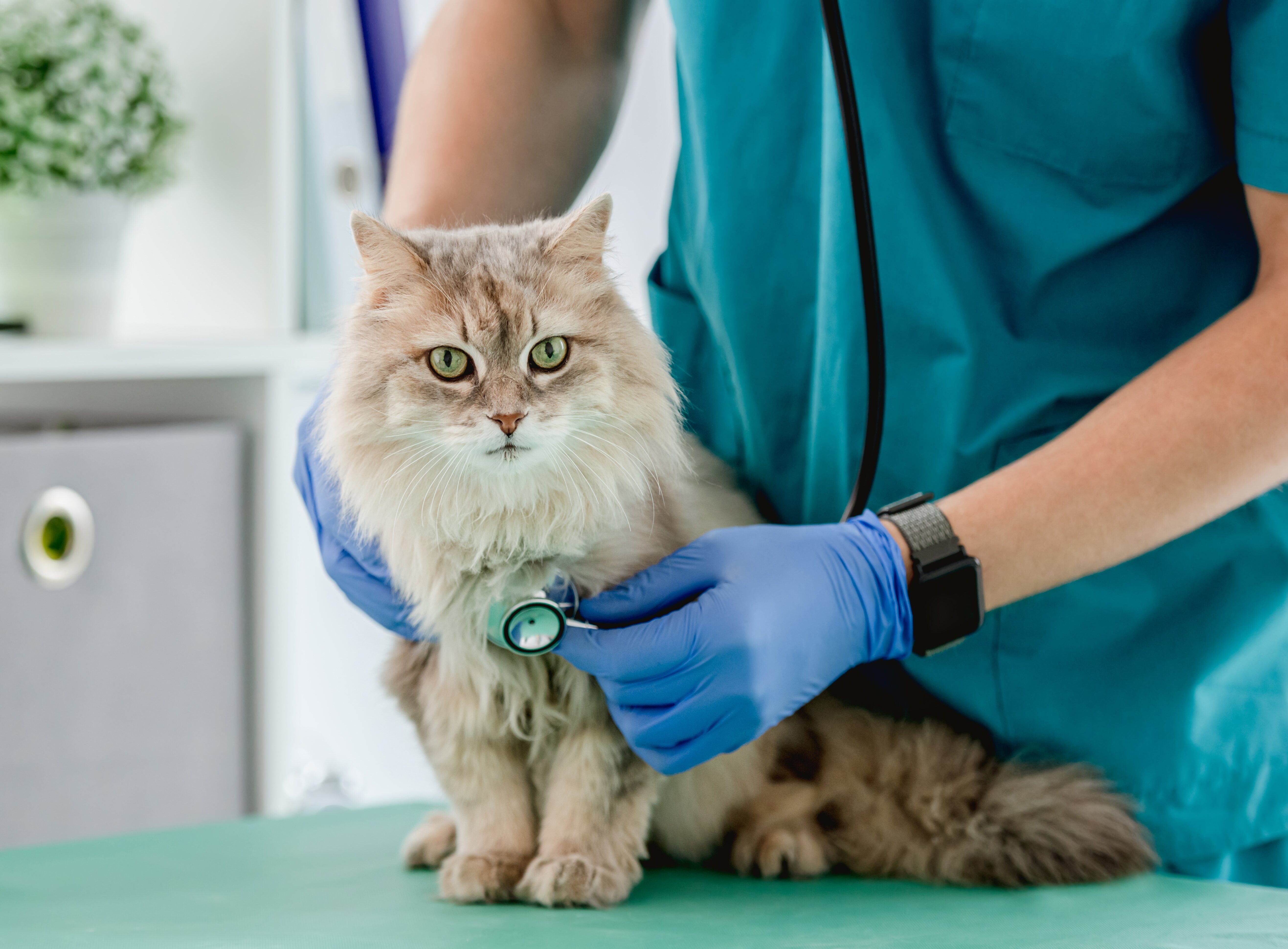 El veterinario auscultando al gatito