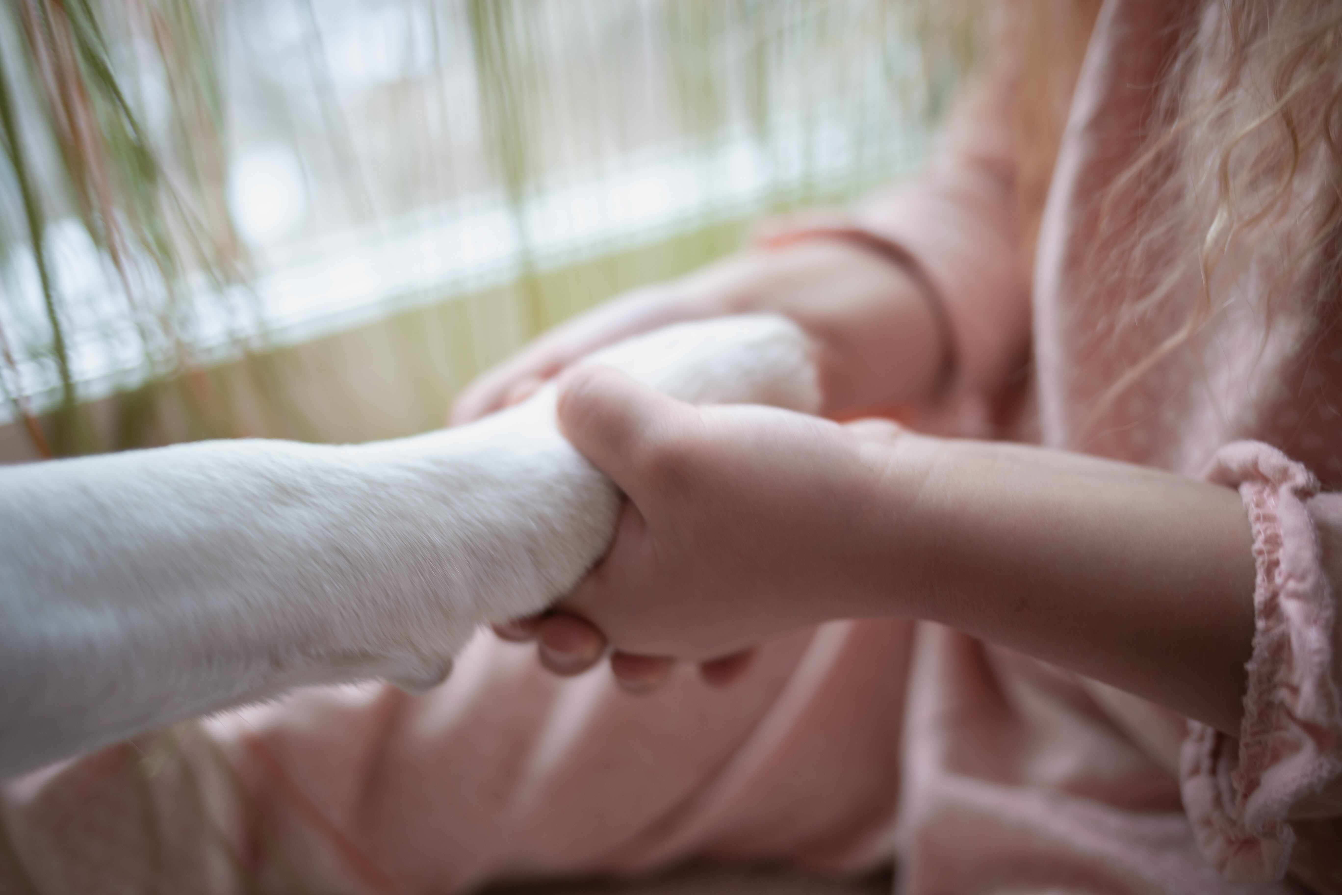 Los perros de terapia pueden ayudar mucho en los distintos problemas de salud que se puedan tener
