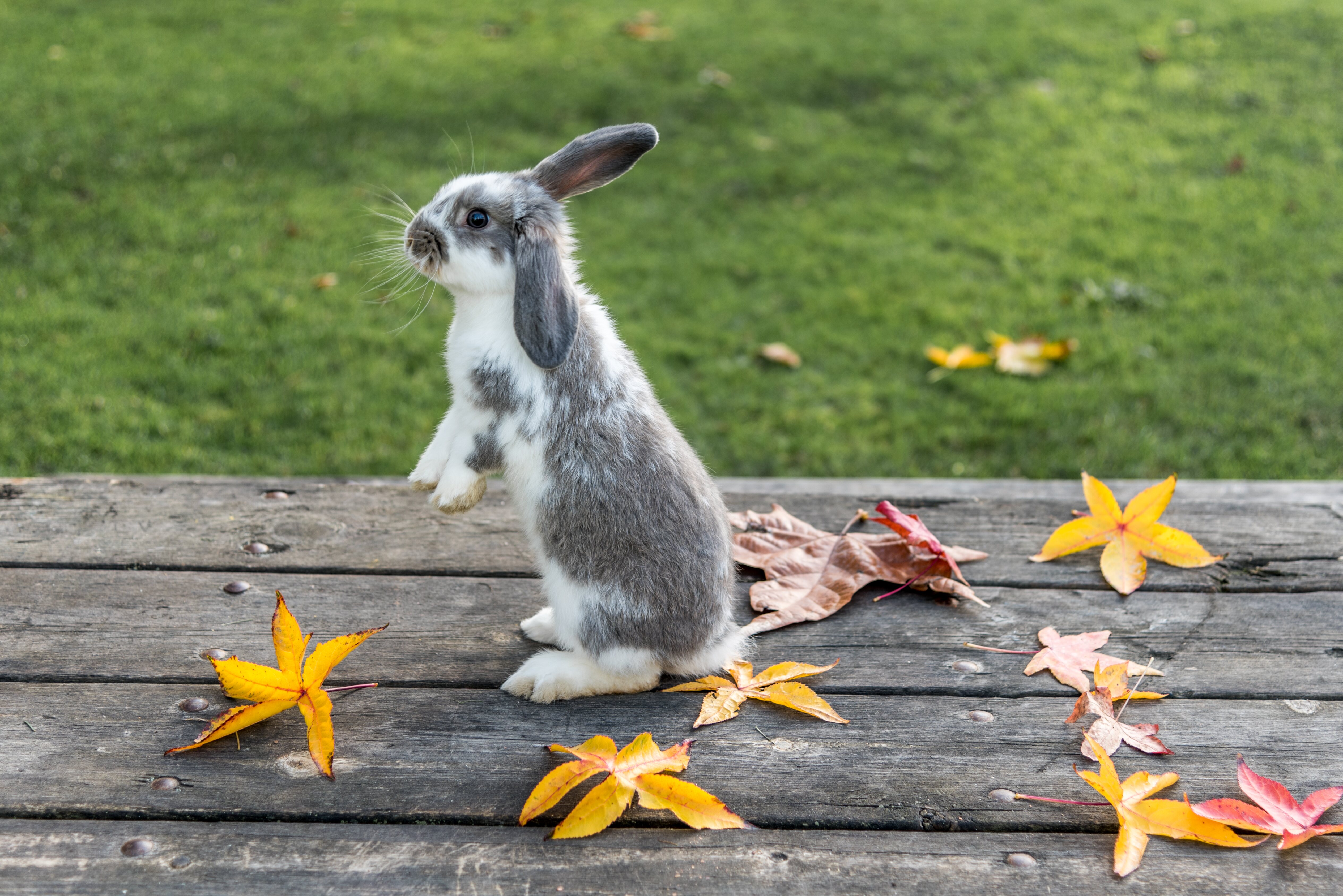 Los conejos tienen un aparato respiratorio sencillo y es importante conocerlo