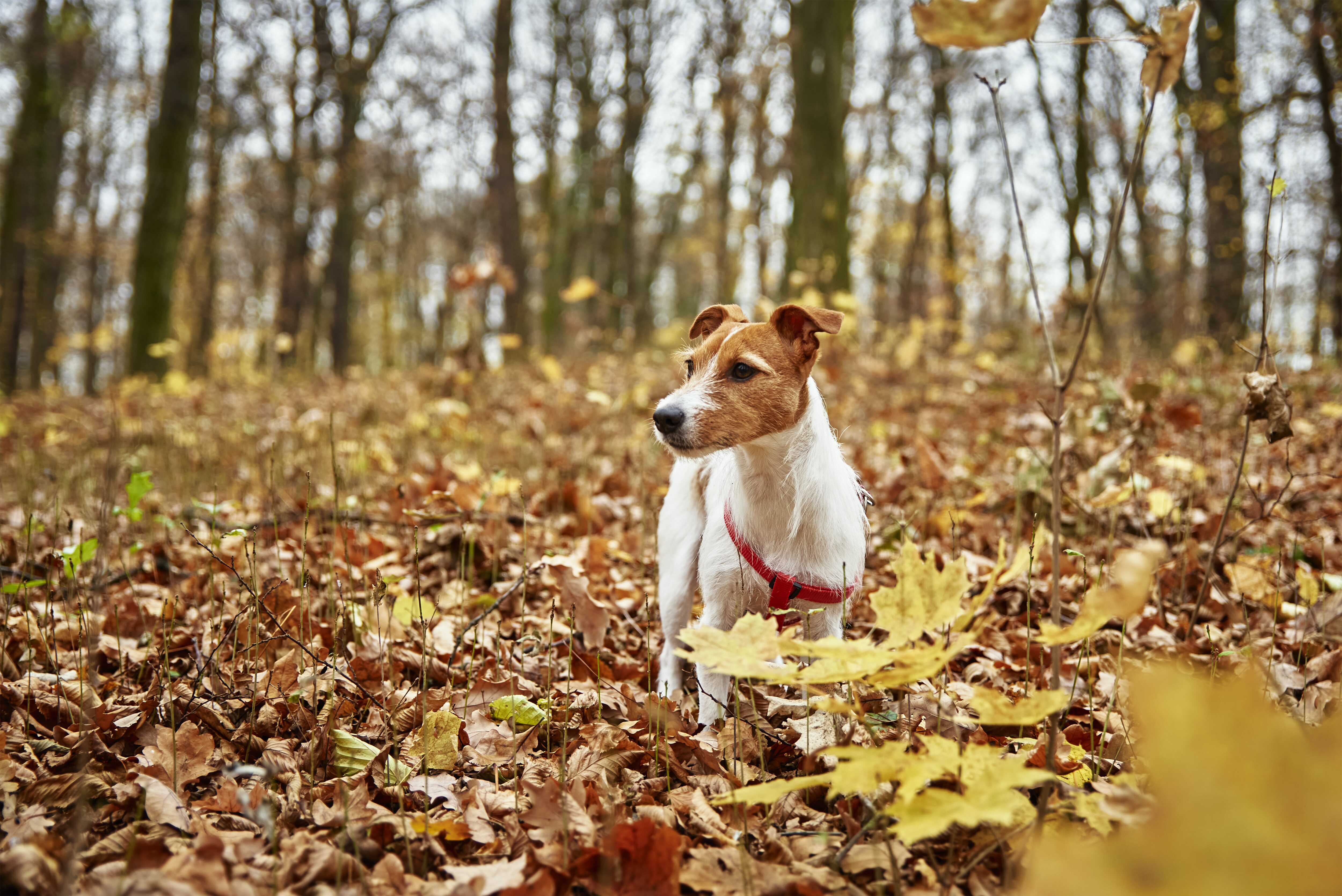 La falta de luz en otoño provoca cambios en nuestras mascotas
