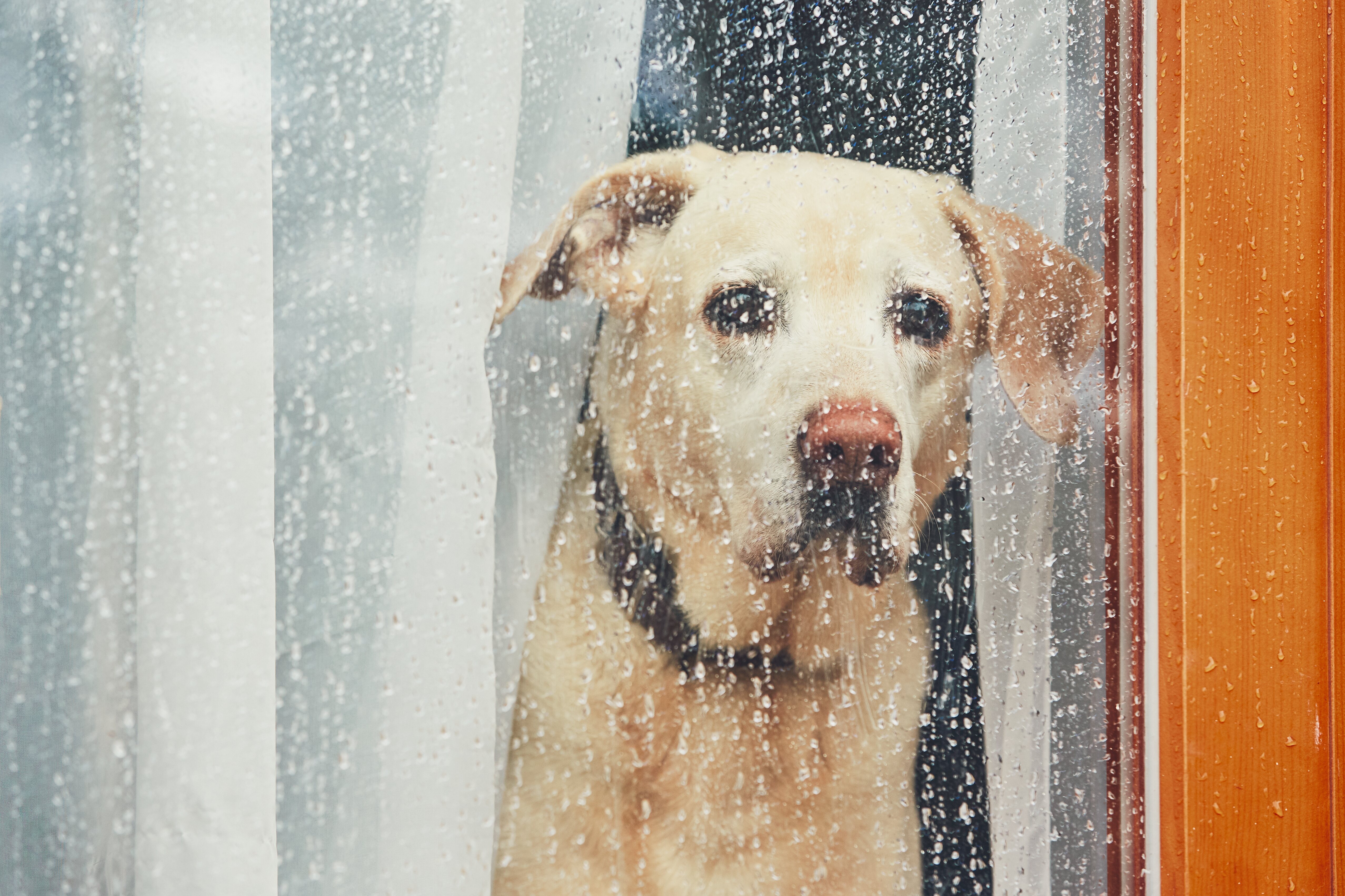 Los perros no pueden estar más de 24 horas solos en casa sin supervisión