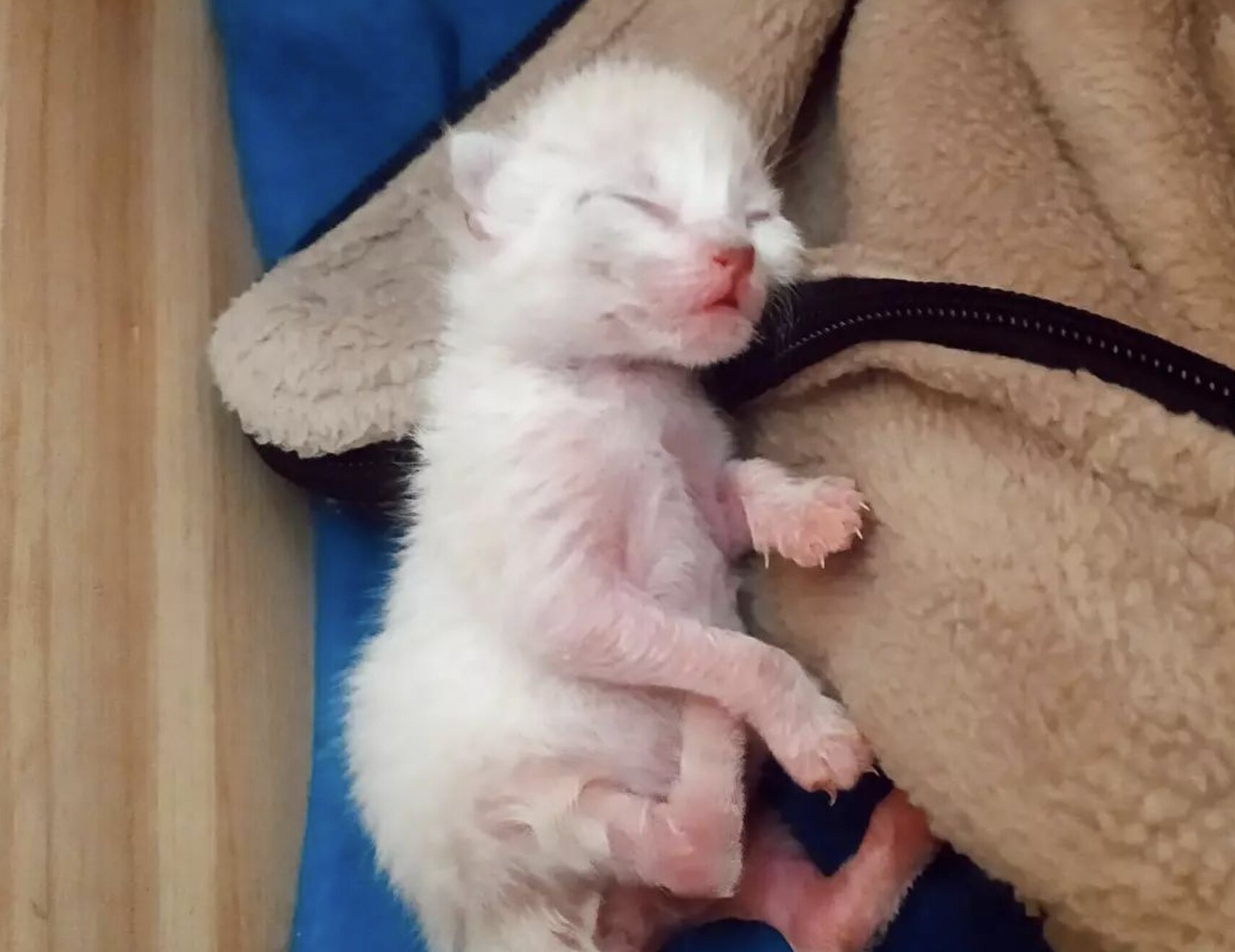 Un gatito siamés Tabby Point recién nacido/ Foto: @mellamosira