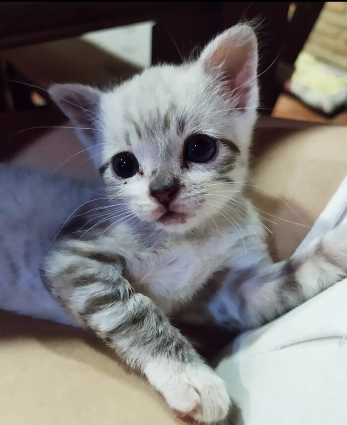 Razas De Gato Siamés Tabby Point Bekia Mascotas