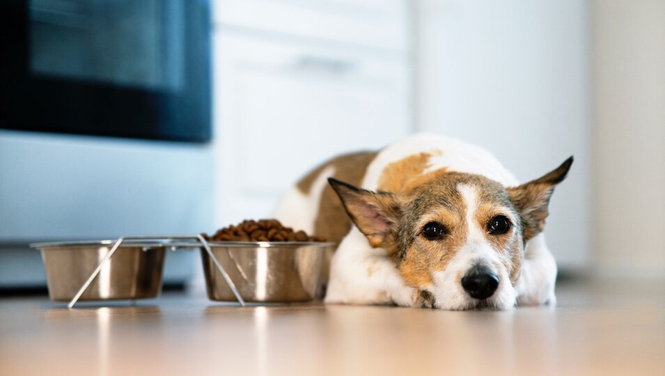 La vida de los perros y gatos empeora cuando sufren un trastorno alimenticio