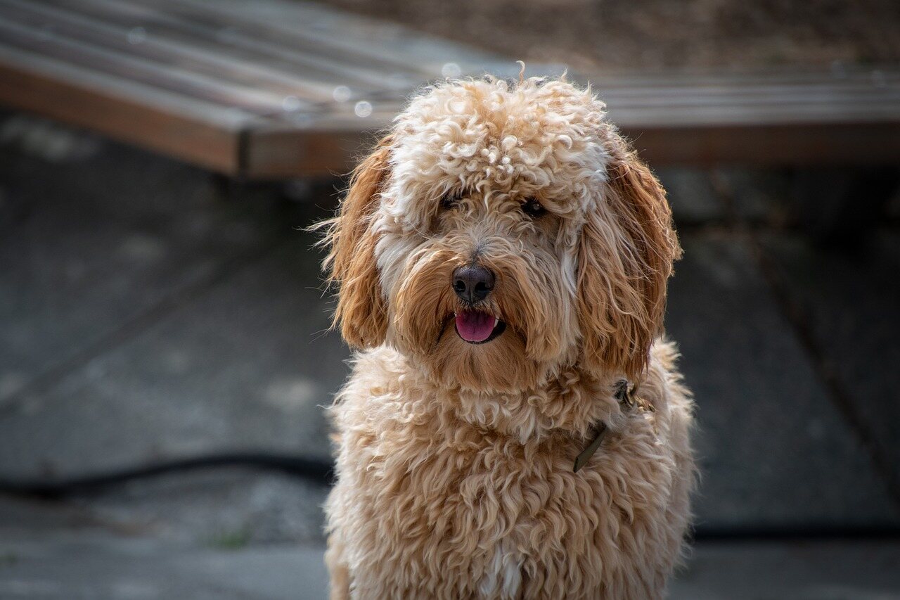 El labradoodle ha ganado popularidad mundial