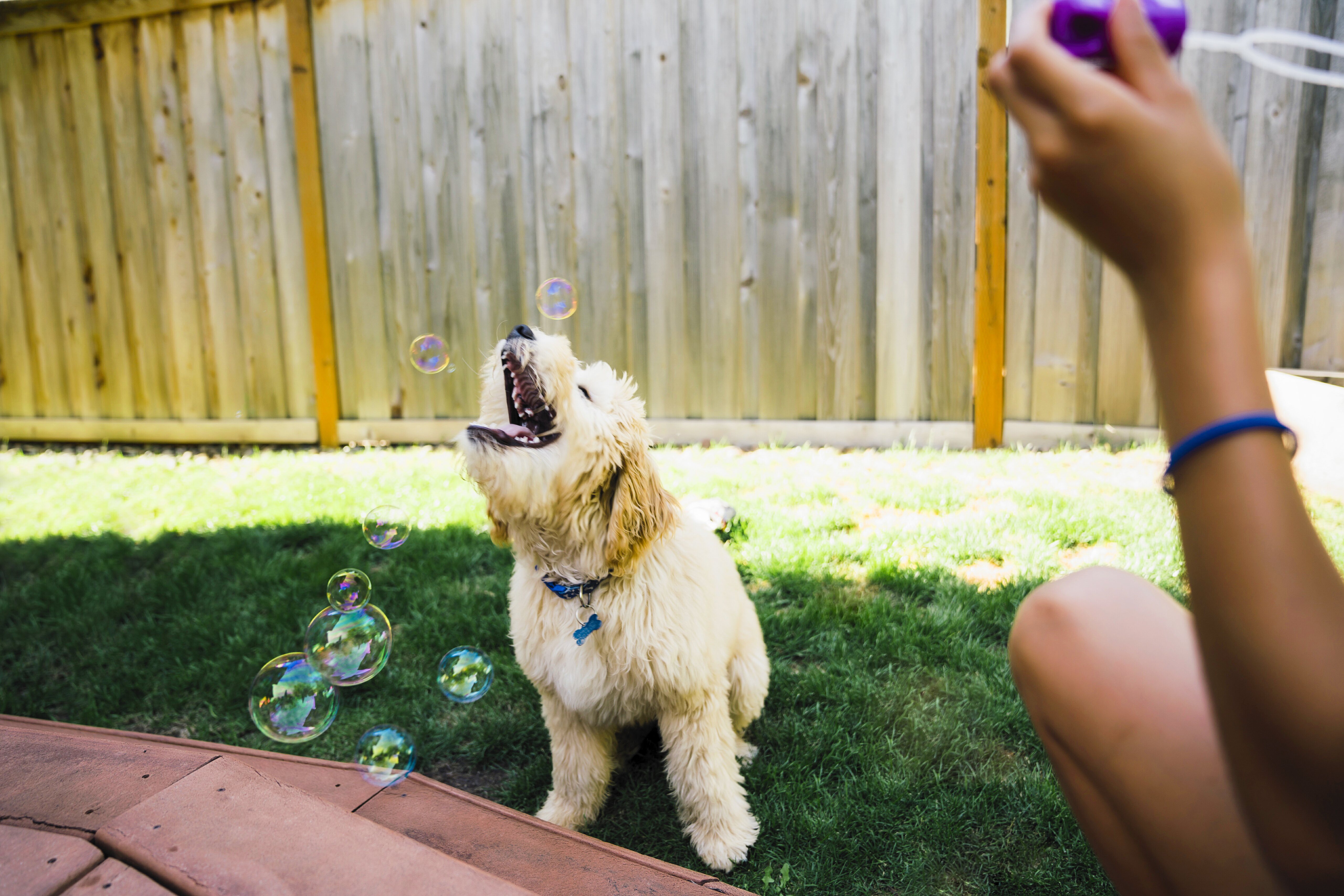 Los labradoodles necesitan mucha compañía y cariño así como actividad física