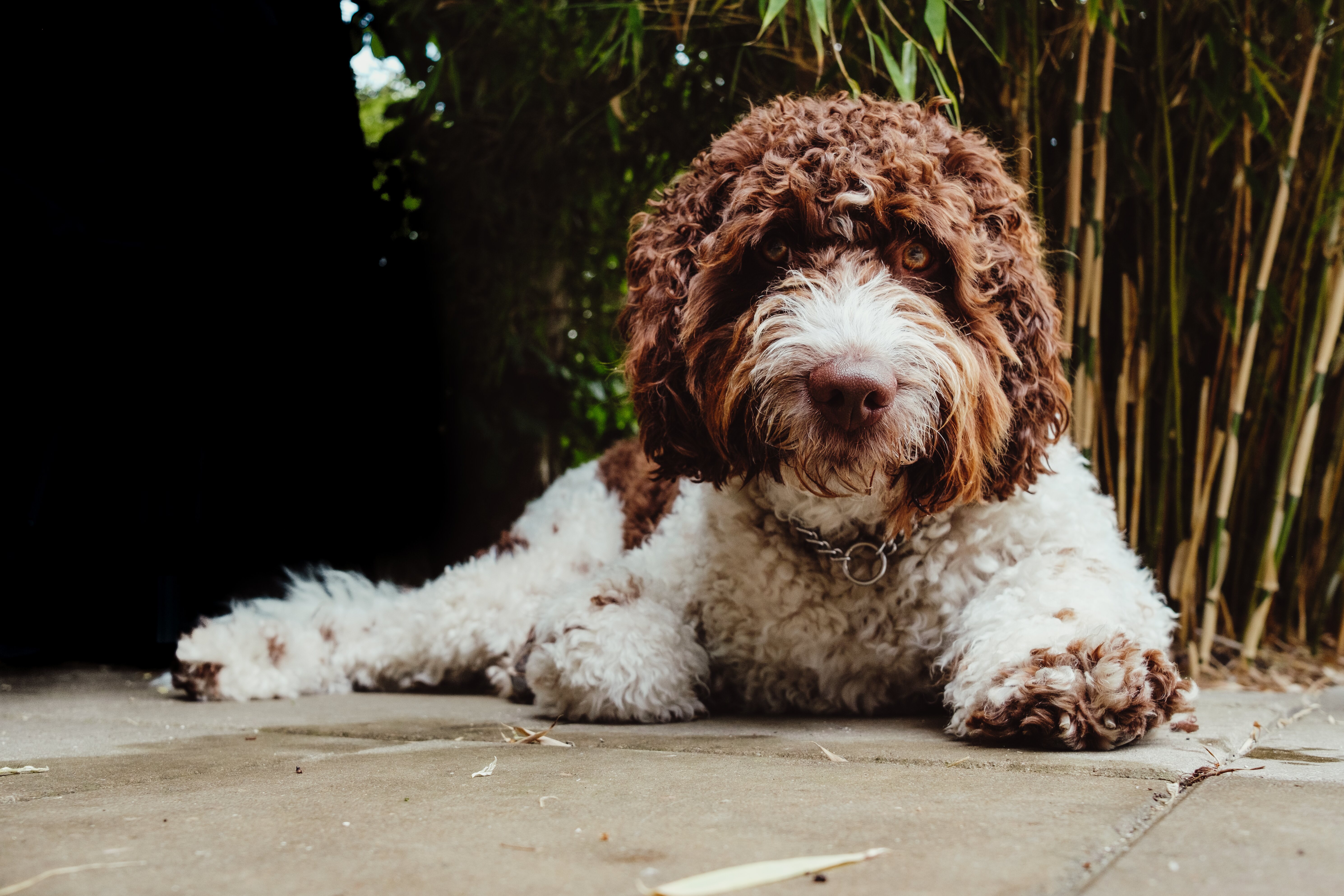 El australiano les presentó como una nueva raza de perro guía hipoalergénico