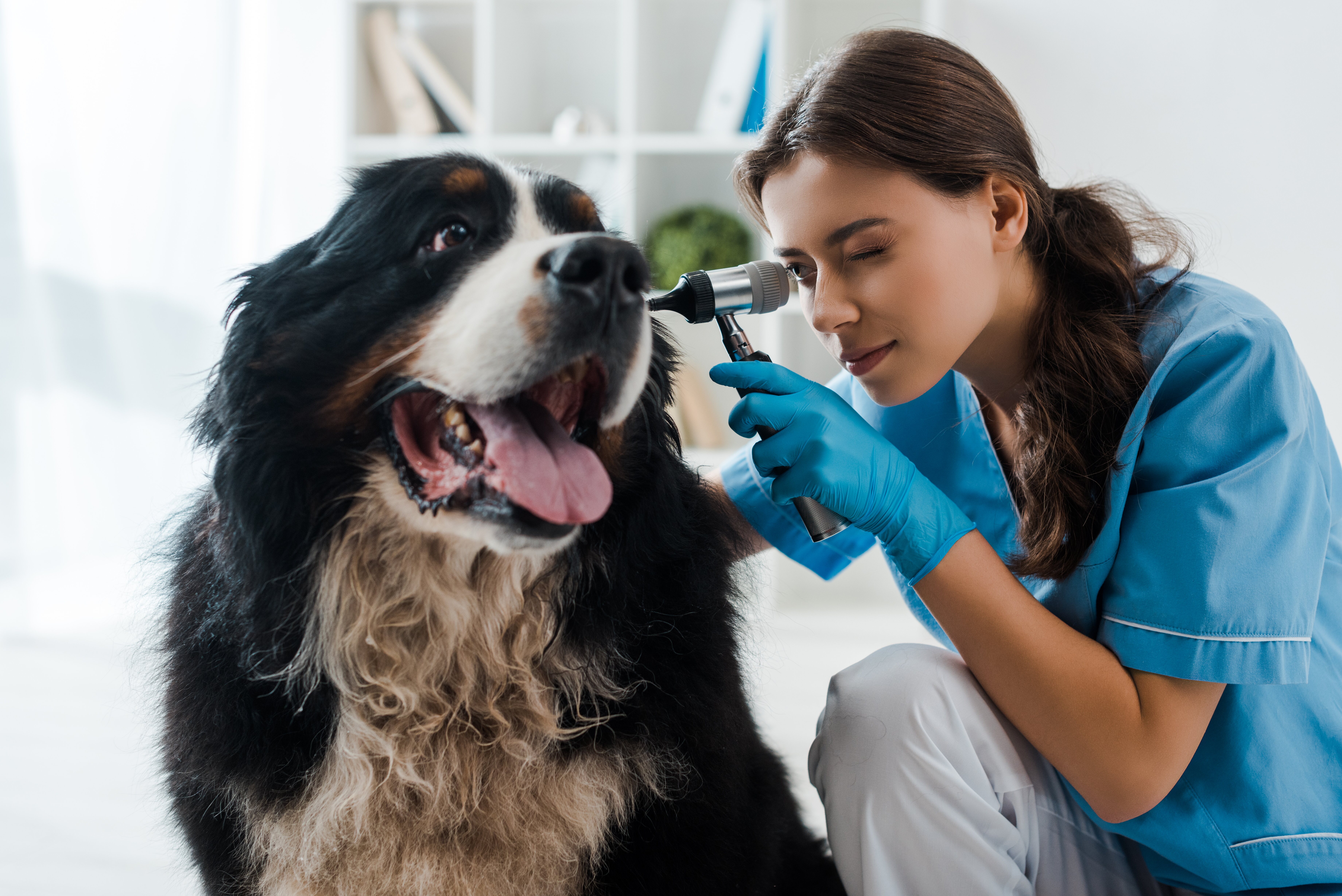 Lleva a tu perro al veterinario para que te certifique si tu perro es sordo en caso de que tengas dudas