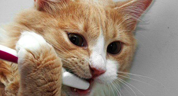 La higienie bucal de los gatos, una cuestión fundamental para su salud