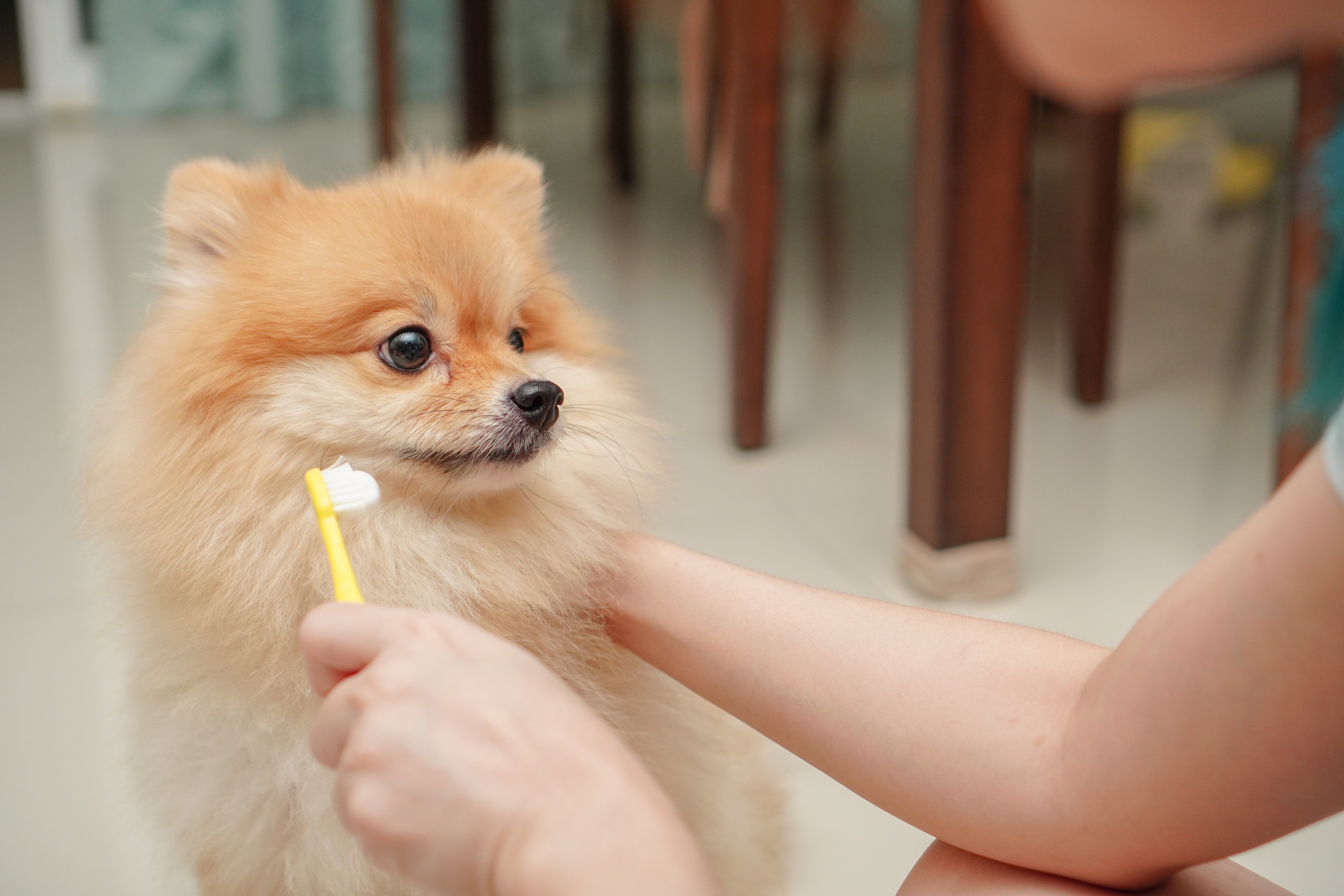 Los perros pueden padecer algunas enfermedades dentales que hay que atajar
