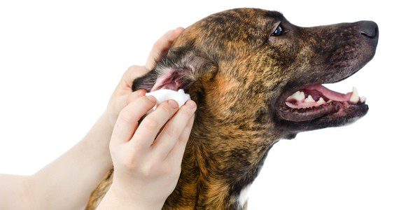 Saber limpiar bien las orejas de nuestros perros es vital para que estén sanos