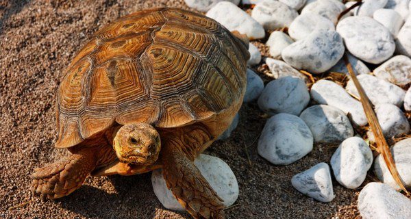 La reproducción de las tortugas terrestres es en primavera y verano