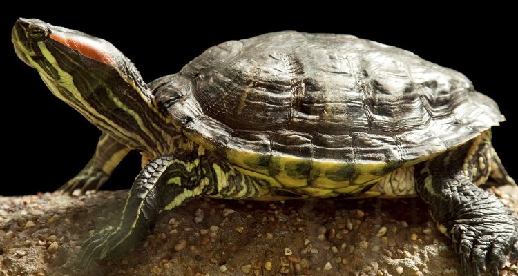 Las glándulas sexuales son las que más determinan el sexo de la tortuga