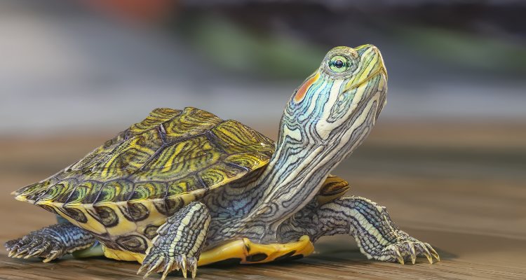 Son varios los aspectos que determinan la vida de una tortuga