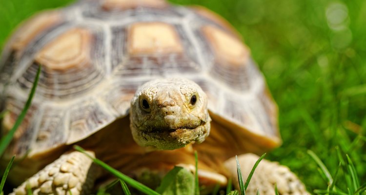 Hay tortugas que pueden llegar a los 100 años o más