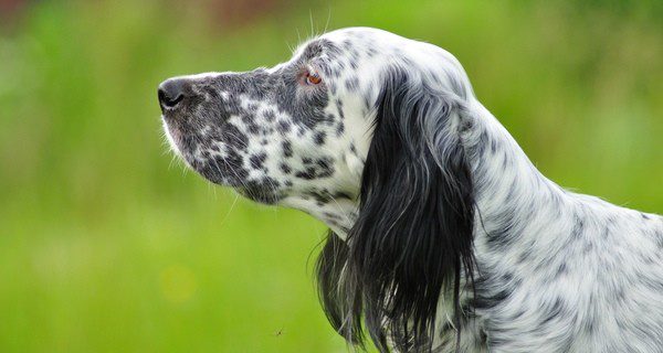 Los perros con Leishmanosis requieren tratamiento de por vida
