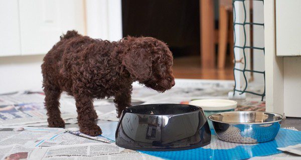 La Leishmanosis provoca que tu perro pierda el apetito