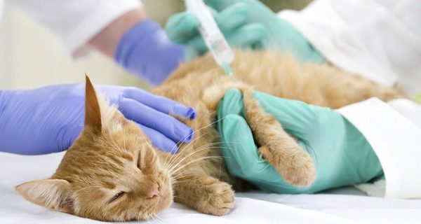 Puedes vacunar al gato contra la gripe para prevenirla
