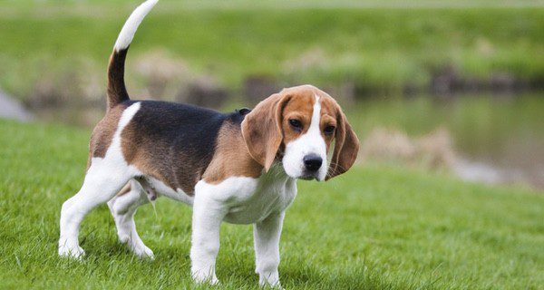 El Beagle es un perro de estatura y peso medio, ideal para vivir en la ciudad o en el campo