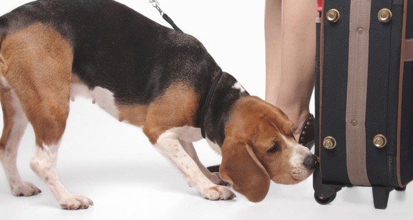 El Beagle es un perro que siempre se ha utilizado como cazador porque sabe rastrear
