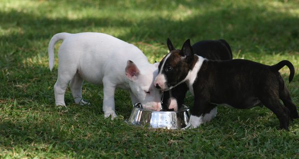 Los Bull Terrier pueden ser blancos, negros o marrones con el pelaje mezclado con los tres colores