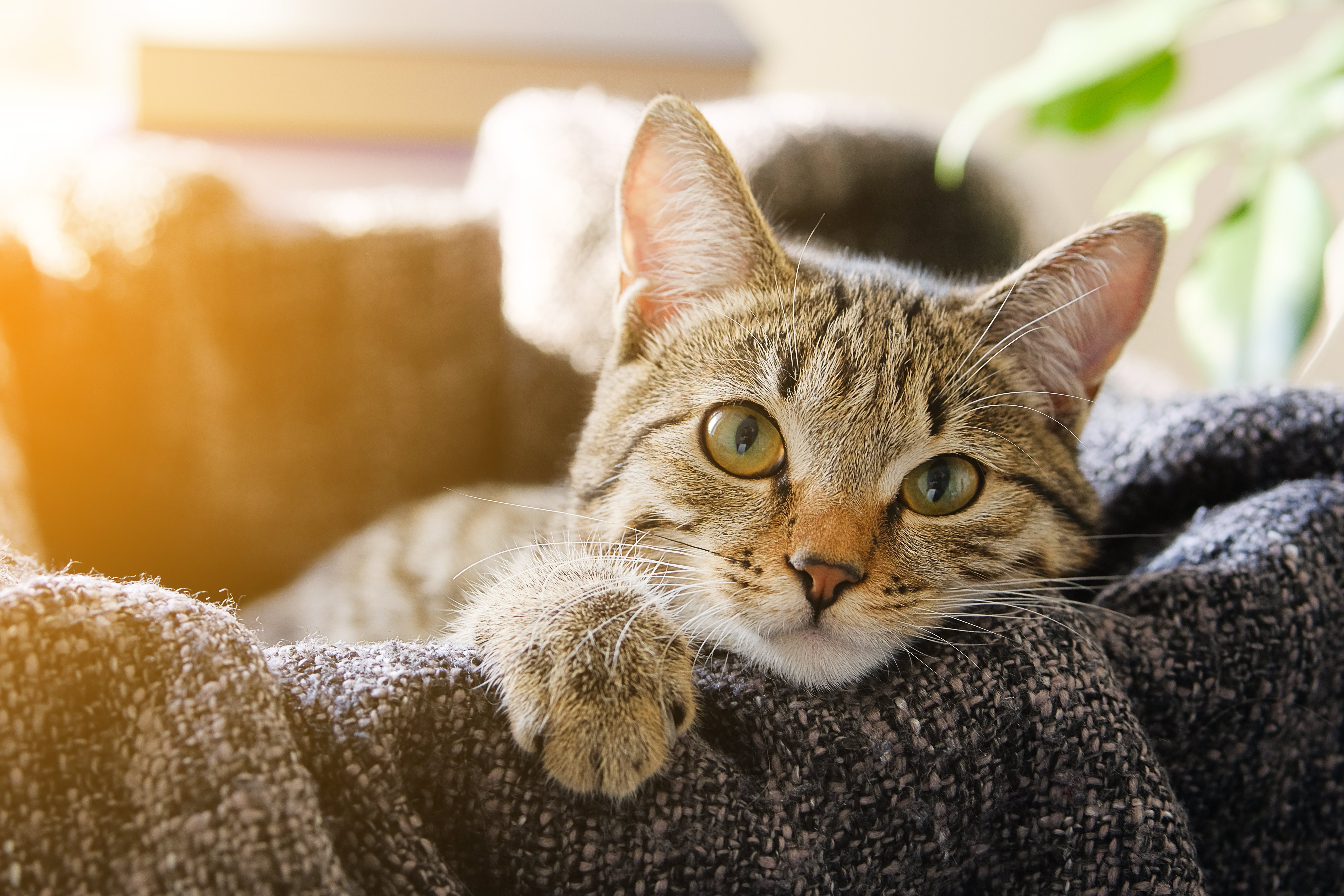 Hay tres tipos de feromonas que afectan a los gatos